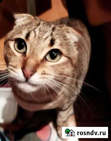 Вислоухая кошка в добрые руки Серпухов - изображение 1