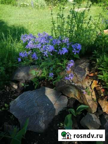Многолетники Новосибирск - изображение 1