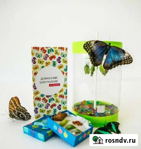 Ферма бабочек Феодосия - изображение 1