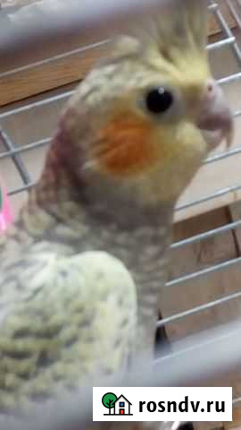 Попугай Корелла малыши Калининград - изображение 1