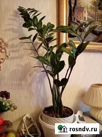 Замиокулькас Кострома - изображение 1