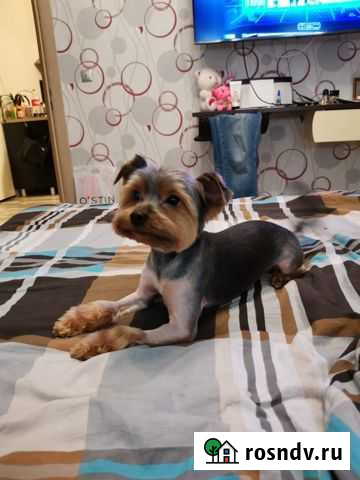 Вязка собаки Андреевка - изображение 1