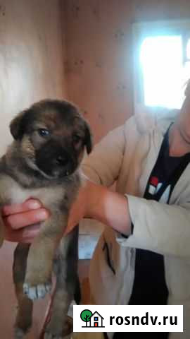 Щенки ищут дом Иркутск - изображение 1