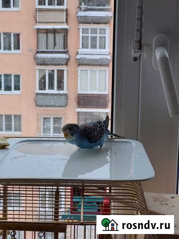 Птенец волнисто попугая Мытищи - изображение 1