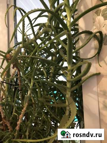 Алоэ Карла Либкнехта - изображение 1