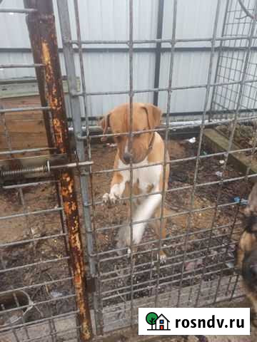 Собака Джанкой - изображение 1