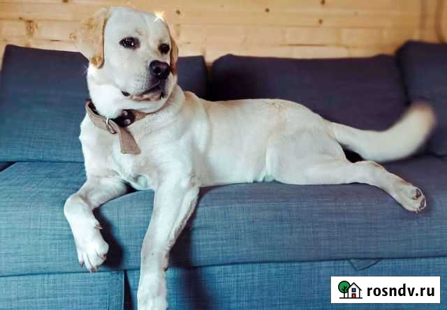 Вязка, мальчик 1,5 года Гатчина - изображение 1