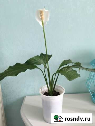 Цветок женское счастье Тобольск - изображение 1