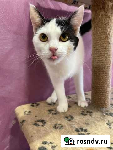 Мега ласковая кошка ищет дом Тула - изображение 1