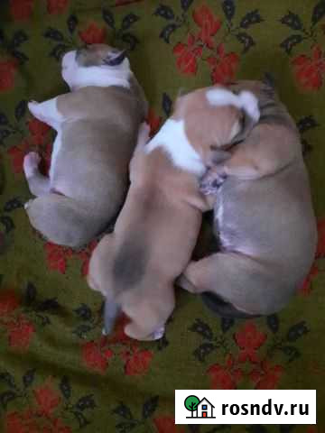 Собака Таганрог - изображение 1