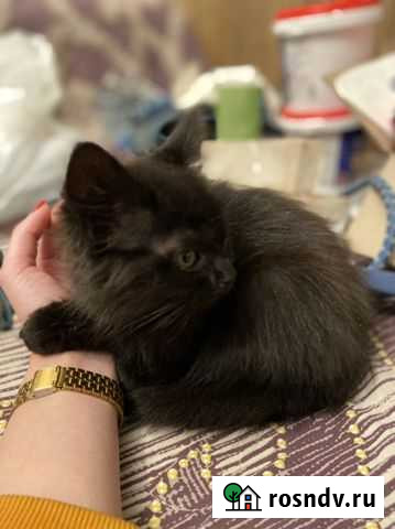 Котёнок Тула - изображение 1