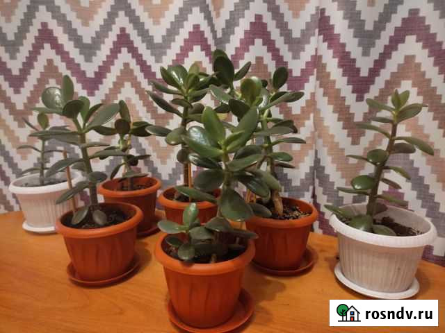 Живое дерево, денежное дерево Тюмень - изображение 1