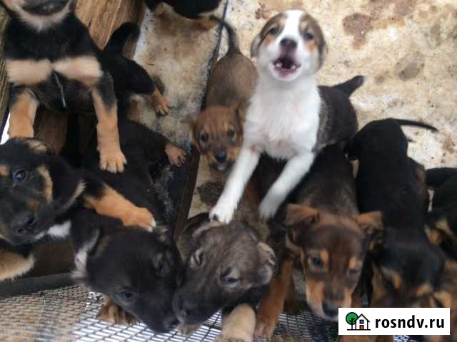 Море щенков, есть мальчишки Айша - изображение 1