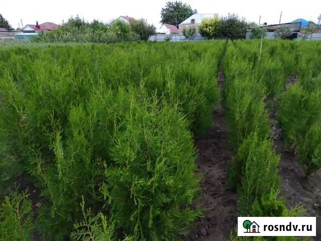 Туя в ассортименте Октябрьская - изображение 1