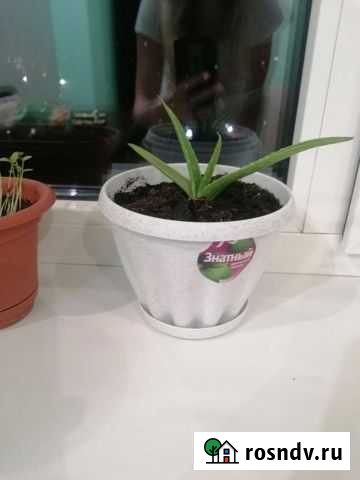 Алое вера Барнаул - изображение 1