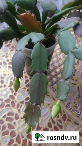 Белый декабрист (шлюмбергера) Йошкар-Ола - изображение 1