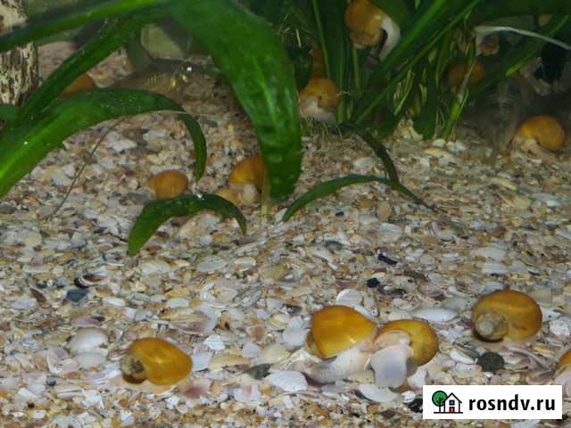 Продаётся грунт для аквариума Строитель - изображение 1