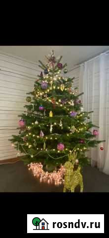 Датская ель, пихта Нордман Ульяновск - изображение 1