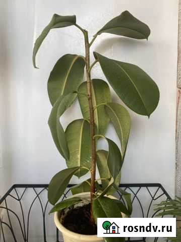 Фикус каучуконосный Робуста Рубцовск - изображение 1