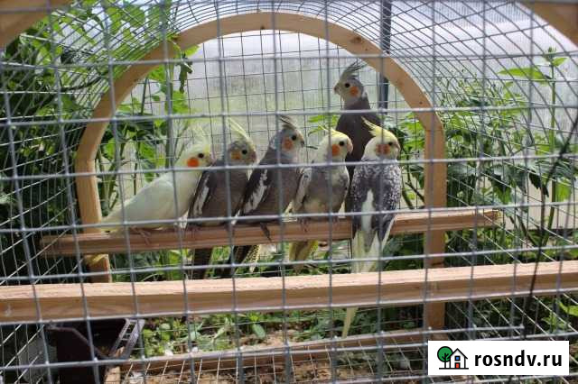 Попугайчики корелла Серпухов - изображение 1