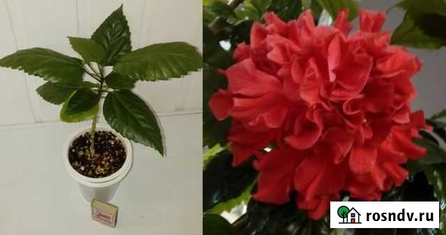 Гибискус китайская роза (шар) Оренбург - изображение 1