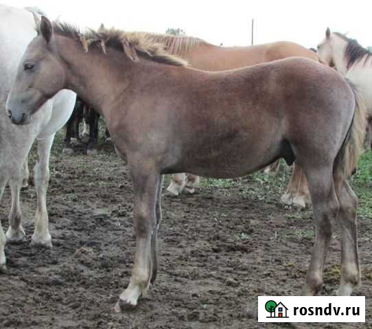 Орловский жеребчик старого типа Истра - изображение 1