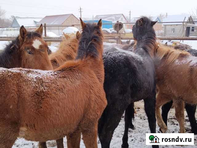 Жеребята этого года и полторашкки Похвистнево - изображение 1