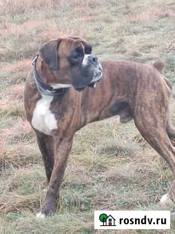 Боксер для вязки Симферополь - изображение 1