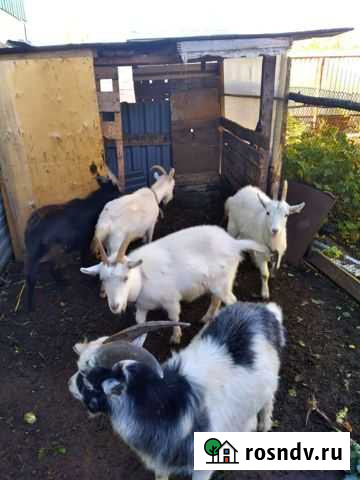 Козы Джалиль - изображение 1