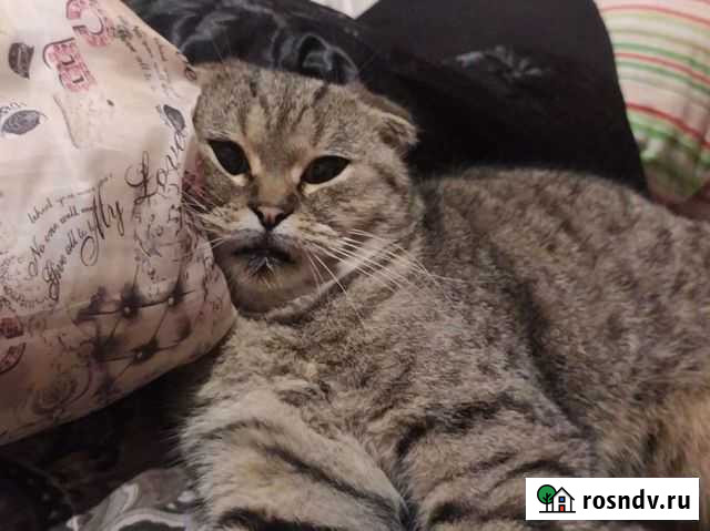 Шотландский вислоухий кот для вязки Махачкала - изображение 1