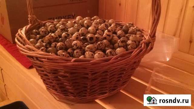 Яйца перепелиные Можайск - изображение 1