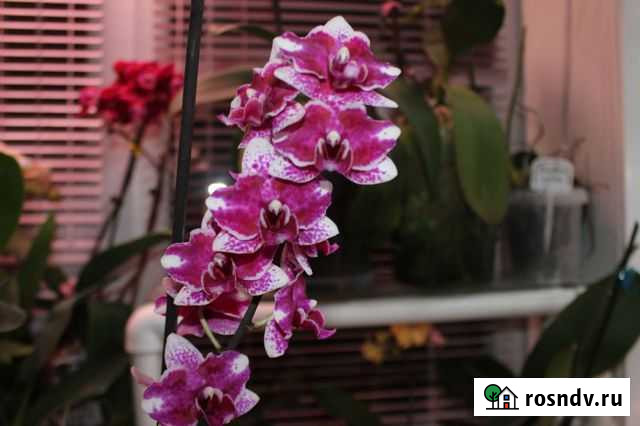 Орхидеи фаленопсис Благовещенск - изображение 1