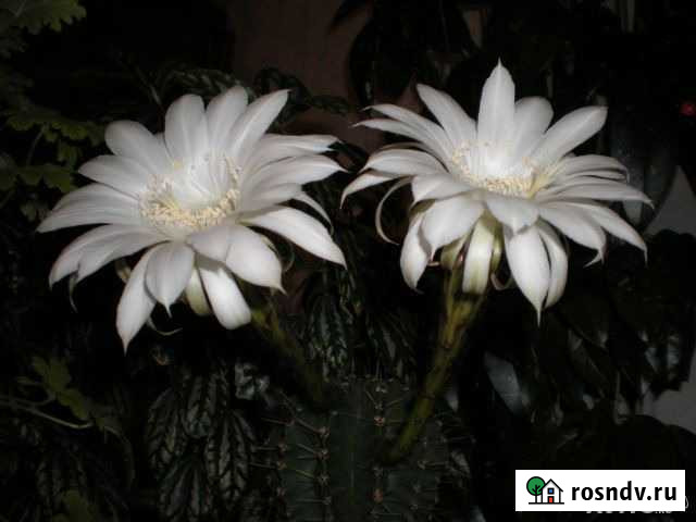 Комнатные растения Кактус цветущий Таганрог - изображение 1