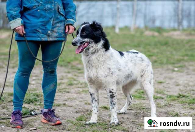 Собака дворик Серпухов - изображение 1