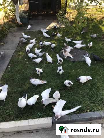 Голуби бойные и гривуны Старый Оскол - изображение 1