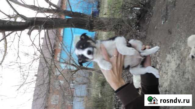 Отдам щенка в хорошие руки Темрюк - изображение 1