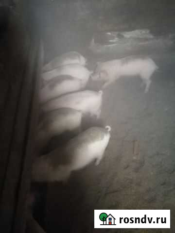 Поросенок ландрас Чита - изображение 1