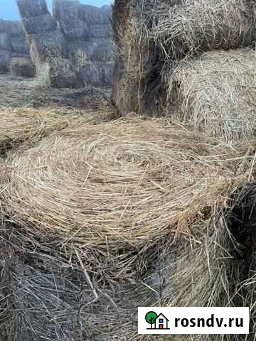 Сено суданка Грозный - изображение 1