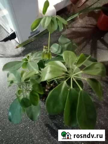 Цветы комнатные Ярославль - изображение 1