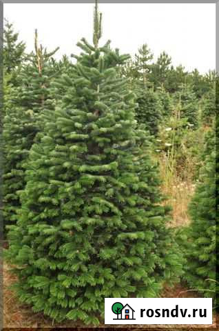 Живые елки Иркутск - изображение 1