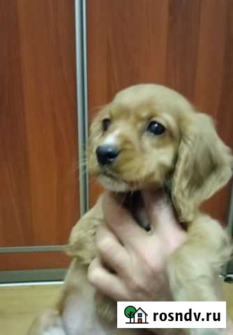 Собаки Белгород - изображение 1