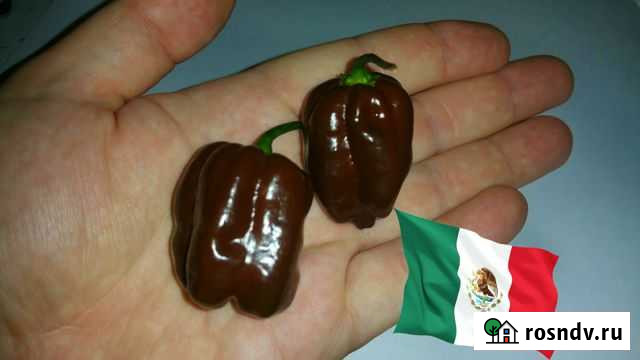 Хабанеро шоколадный / Habanero Chocolate семена Севастополь - изображение 1