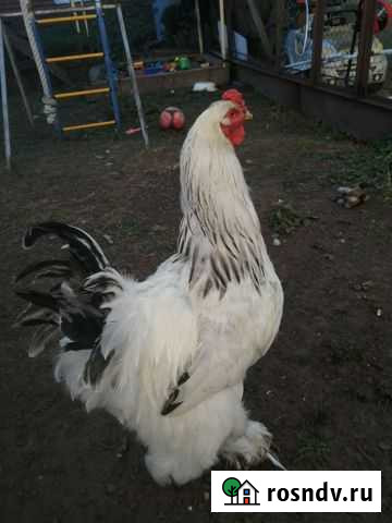 Петух Кемерово - изображение 1