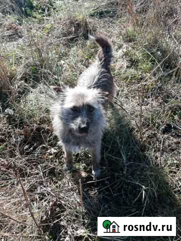 В Добрые руки Иркутск - изображение 1