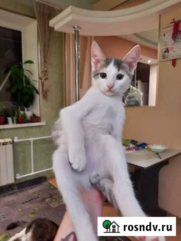 Котенок Оренбург - изображение 1