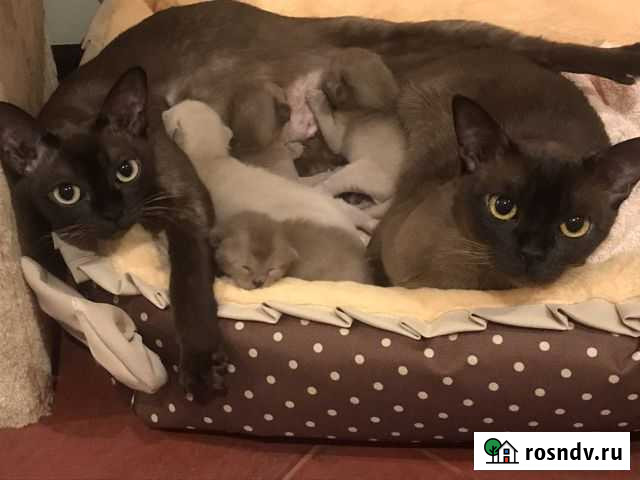 Бурмалята котята Бурмы с документами бурма Краснодар - изображение 1