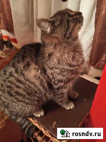 Кошка Васюринская - изображение 1