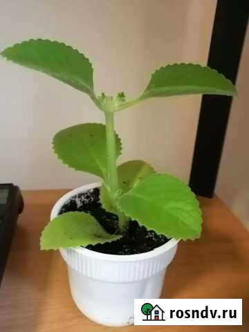 Комнатная мята Губкин - изображение 1