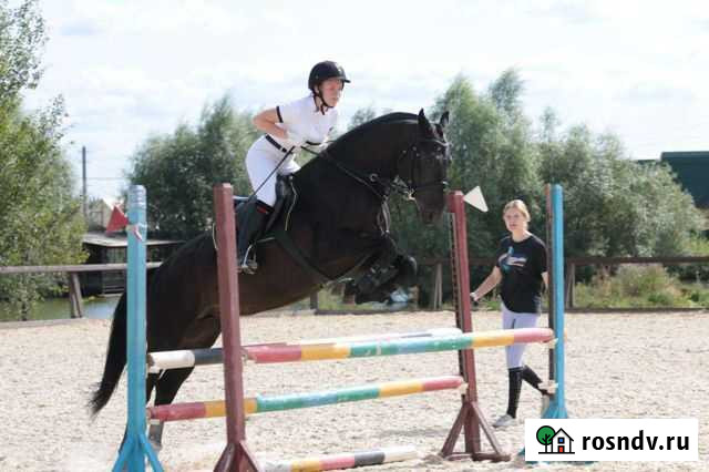 Жеребец в конкур Рогачево - изображение 1