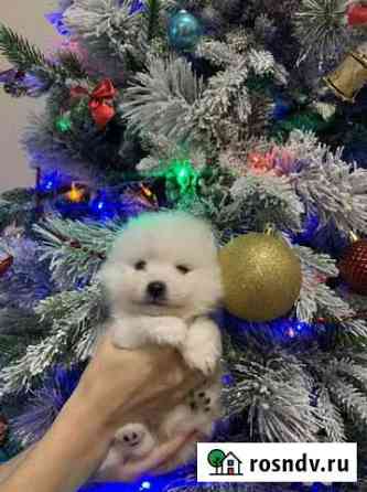 Шпиц Симферополь